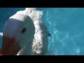 Video OLIVER Indoor Diapered Sebastopol Goose Swims again!