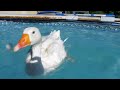 OLIVER Indoor Diapered Sebastopol Goose Swims again!
