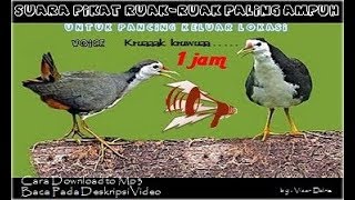 Download Suara Ruak Ruak Pikat Paling Ampuh - Kruaaak kruwuaa . . . Mp3 (0001 Min) - Free Full Download All Music