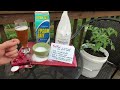 Why is Epsom Salt/Magnesium Sulfate Good For Tomato & Vegetable Plants: The Details! - TRG 2014