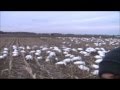 Pa Snow Goose Hunt