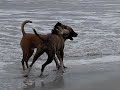 Jakenstein - Black Mouth Cur