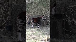 Okapi Can Use Their Tongue To Wash Their Eyelids, Clean Out Their Ears And Swat Insects