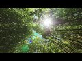 Forest trees video footage