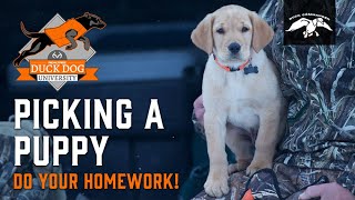 How To Pick A Retriever Puppy Duck Dog University - Episode 1