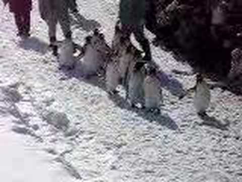 旭山動物園のペンギンの散歩