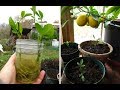 Easiest method to grow citrus tree from cutting | lemon tree from cutting |