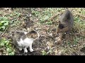 猫の喧嘩 olympus μ-5010 動画 part2
