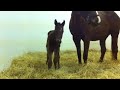 Blind Luck 2013 1 hour old