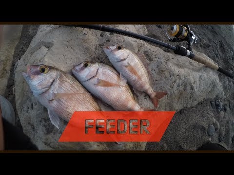 ClipAngler - FEEDER IN MARE AI PAGRI volume 1 - feederfishing dalla spiaggia