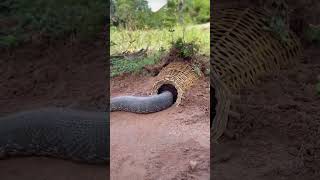 Diy Snake Trap Using Pliers