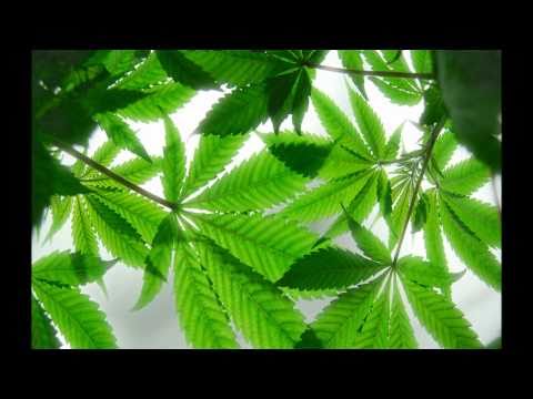 Coffi Sciop Video