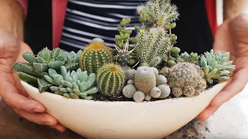 Comment est fait un cactus ?