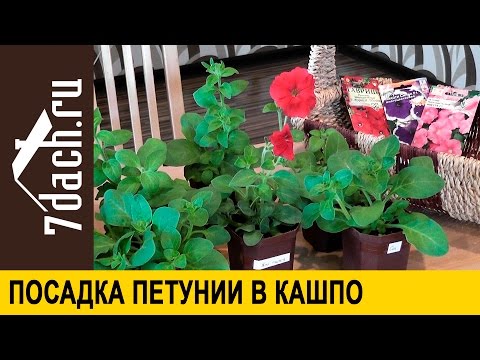 Особенности ухода за петунией Особенности ухода за петунией