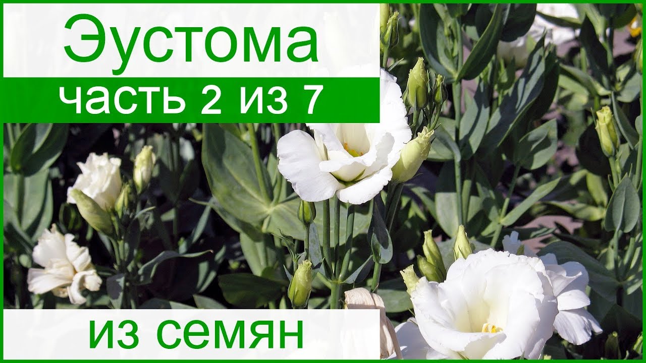 Выращивание эустомы из семян пошагово с 132