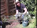 planter des rosiers