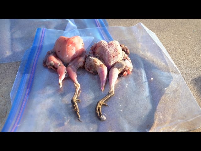 Watch How to Clean Quail on YouTube.