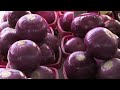 Vanishing Of The Bees - Official Trailer