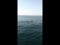 Whale Shark offshore of Clearwater Beach Florida.