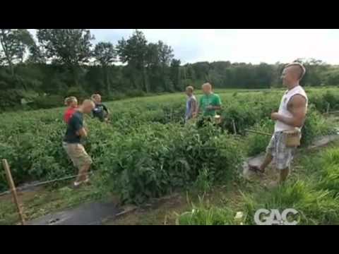 Farm kings Farm kings