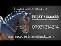 Dressage Stallion: Fürst Summer by Fürst Romancier