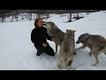 wolves