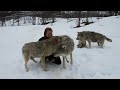 wolves