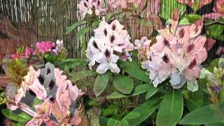 Rododendrony I Azalie...