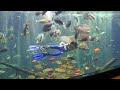 箱根園水族館　海中ショースタート！