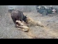 Singa Makan Banteng images Singa Makan Banteng