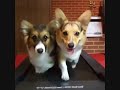 Funny and Cute Dogs Videos
