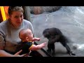 Baby and Chimp Make a Connection at the Zoo
