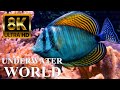 Underwater World 8K ULTRA HD – Marine Life, Sea Animals and Coral Reef