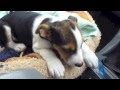 Puppy Training – Your puppies first trip in the car