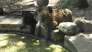 Lauren's Crazy Pet Show - Episode 8