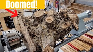 Watch Root Tree video