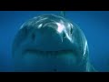 Blue Water White Shark (Guadalupe 2008)