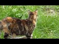 Cat in HD - Panasonic DMC-TZ7