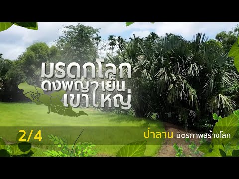 สารคดีมรดกโลกดงพญาเย็น-เขาใหญ่ Ep. 8 (2/4) ตอน ป่าลาน มิตรภาพสร้างโลก