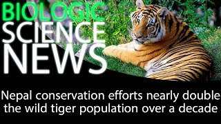 Science News - Nepal conservation efforts nearly double the wild tiger population over a decade