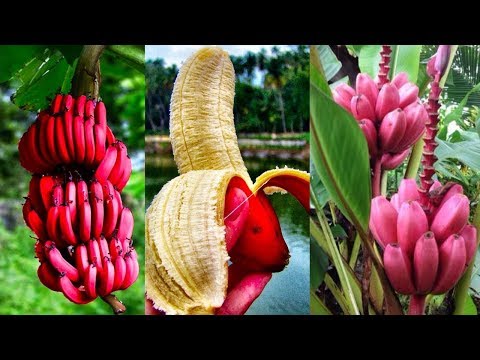 Chuối đỏ 300.000/kg, người dân xếp hàng mua ở siêu thị
