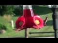 Our Hummingbirds - 2010