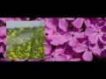 x Pict Story HD