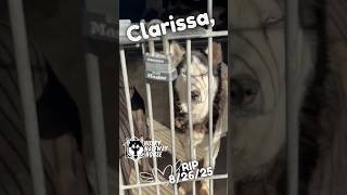 Clarissa Rip 82625