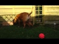 Bagus And Kathy Bordeauxdog Puppy And Bullmastiff images Bagus And Kathy Bordeauxdog Puppy And Bullmastiff