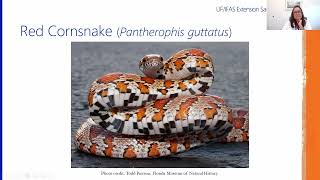 Wild Sarasota: Common Backyard Snakes of Florida