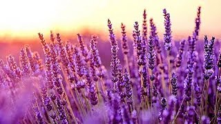 Relaxing Music For Stress Relief Meditation Music Sleep Music Healing Therapy Spa Relaxing Music For Stress Relief Meditation Music Sleep Music Healing Therapy Spa