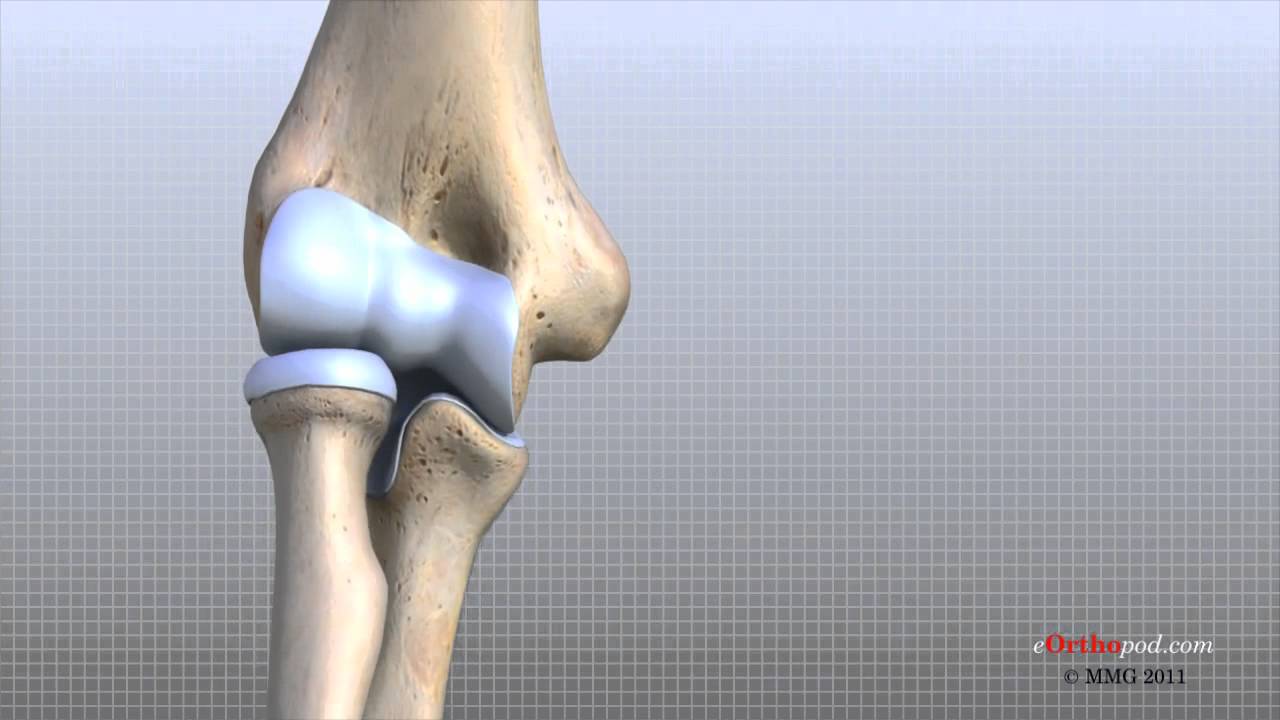 Elbow Anatomy Animated Tutorial - YouTube