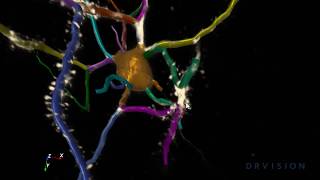 Aivia - Dendrite editing