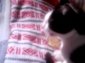 GATOS SEXI